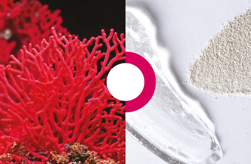 exfoliant lithothamne algues marines calcaires particules