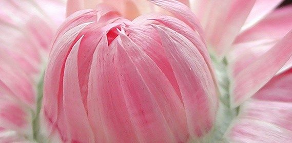 Lessonia is a manufacturer of cosmetic ingredients specialising in decorative particles, particularly flower particles.