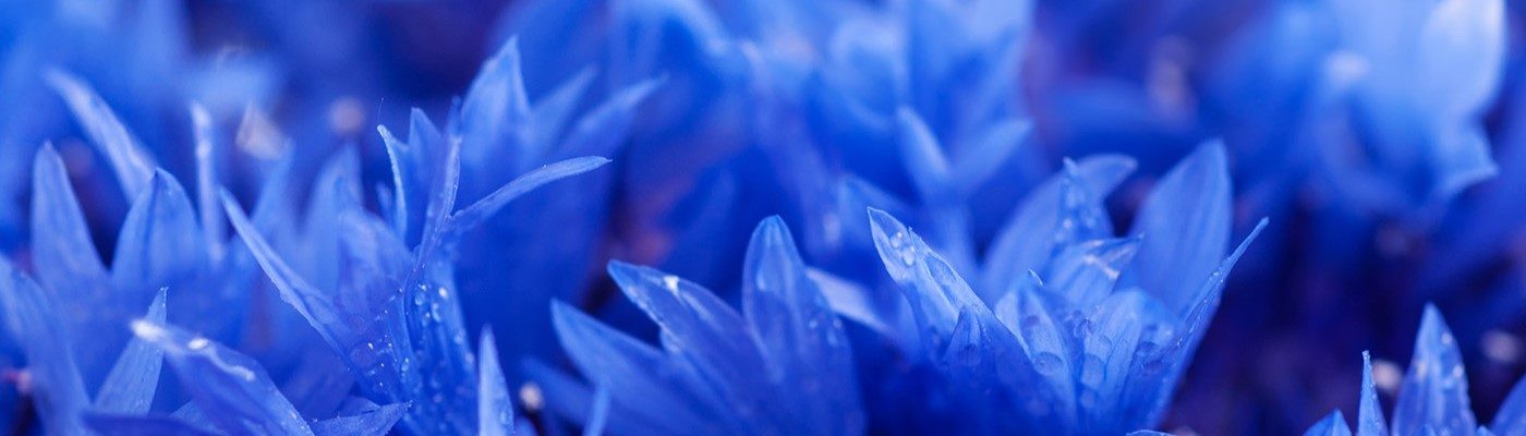 Lessonia is a manufacturer of cosmetic ingredients specialising in decorative particles, particularly flower particles.
