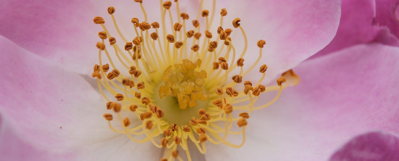 Lessonia est un fabricant d'ingrédients cosmétique spécialisé dans les particules décoratives notamment dans les particules de fleurs.