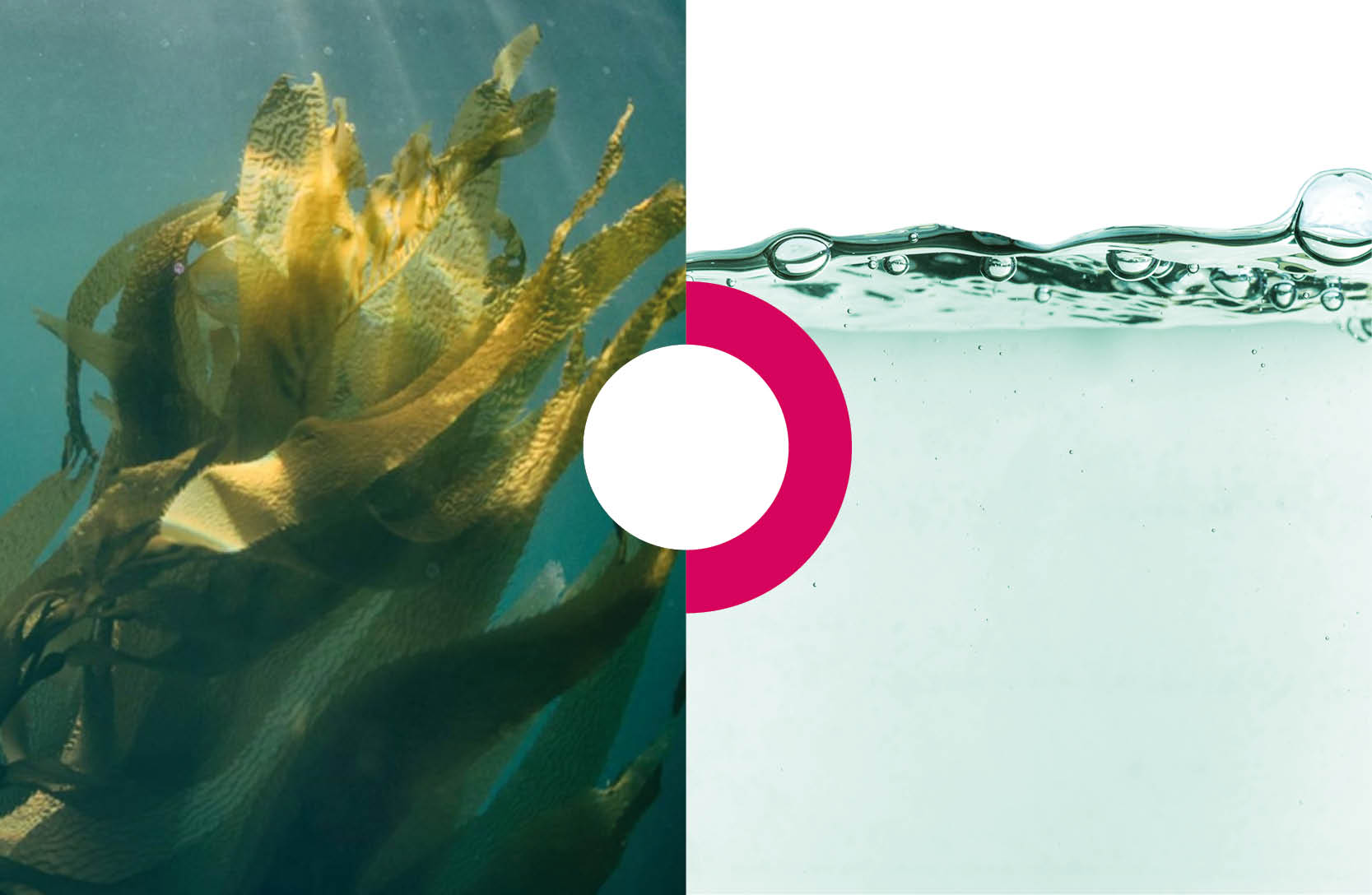 aqualgae eau algue saccharina latissima upcyclee
