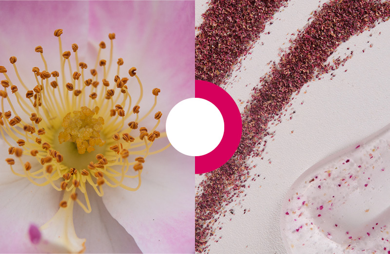 exfoliant rosa gallica pétales rose séchées