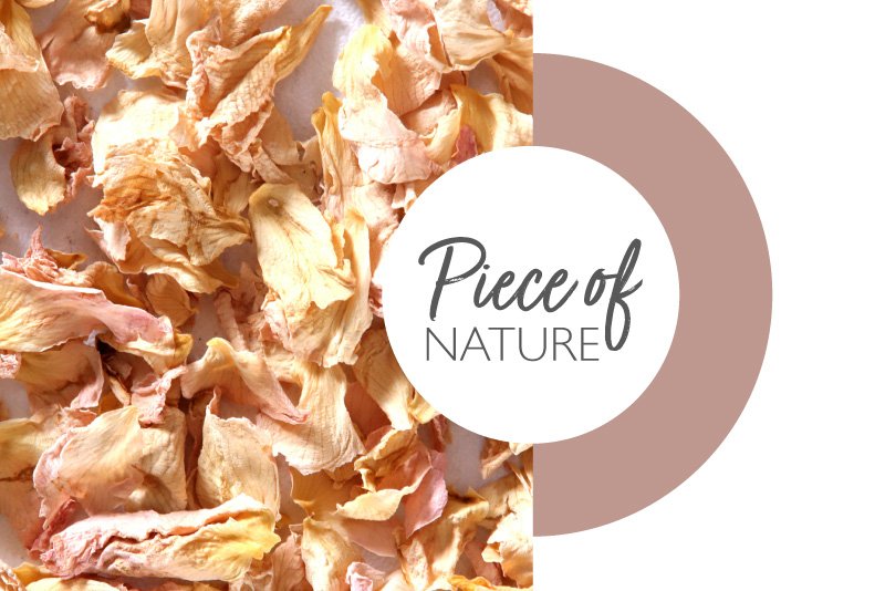 Lessonia—Piece-of-nature-Rosa