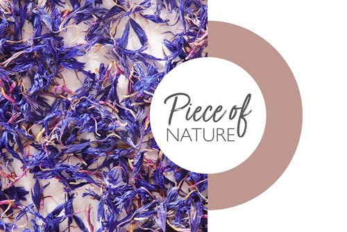 Lessonia—Piece-of-nature-bleuet