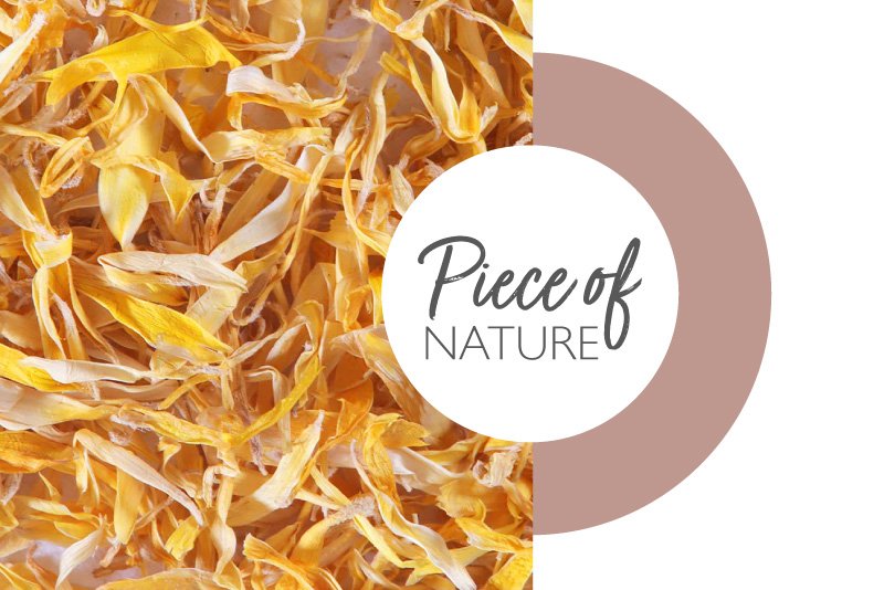 Lessonia—Piece-of-nature-calendula