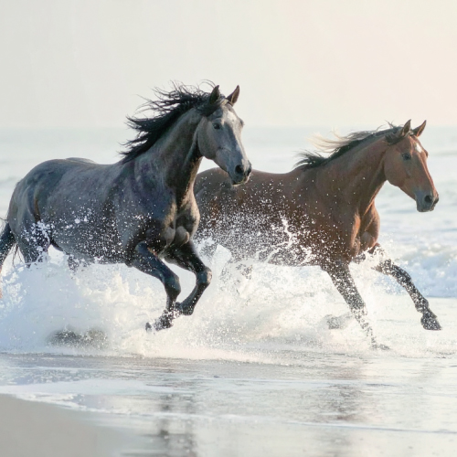 fabricant soins équins boues actives et cataplasmes pour chevaux. Formules naturelles à base d'ingrédients marins (algues : laminaire, lithothamne, spiruline) et végétaux (thé vert, cranberry, coco). Idéal pour des soins lors de la récupération msuculaire du cheval, stimuler la vitalité du cheval, des soins détox et anti-pollution pour lutter contre les agressions extérieures (soleil, UV, poussières, pollution,...), SPA et réconfort (prévenir les frottements) et soins pour préparer le cheval à des concours ou parfaire la beauté équine.
