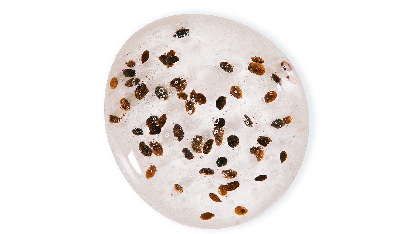 Lessonia est un fabricant d'exfoliants  pour développer des produits cosmétiques et des soins exfoliants comme des gommages. 