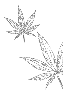 hemp-milky-serum-lessonia-cosmetics