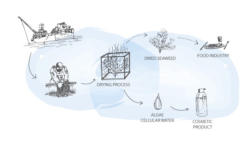 Lessonia-upcycling-process-aqualgae-eau-algue-seaweed-water