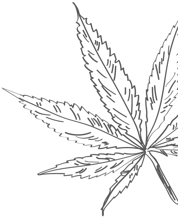 lessonia-hemp