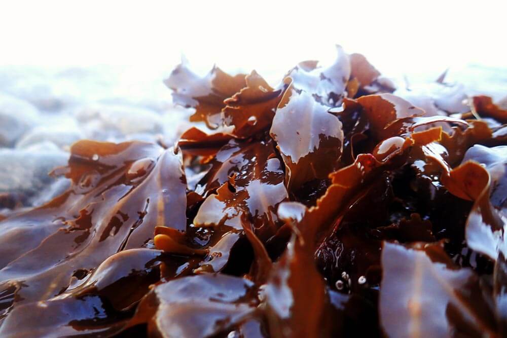 lessonia-ingredient-eau-dalgue-proximite-recoltants