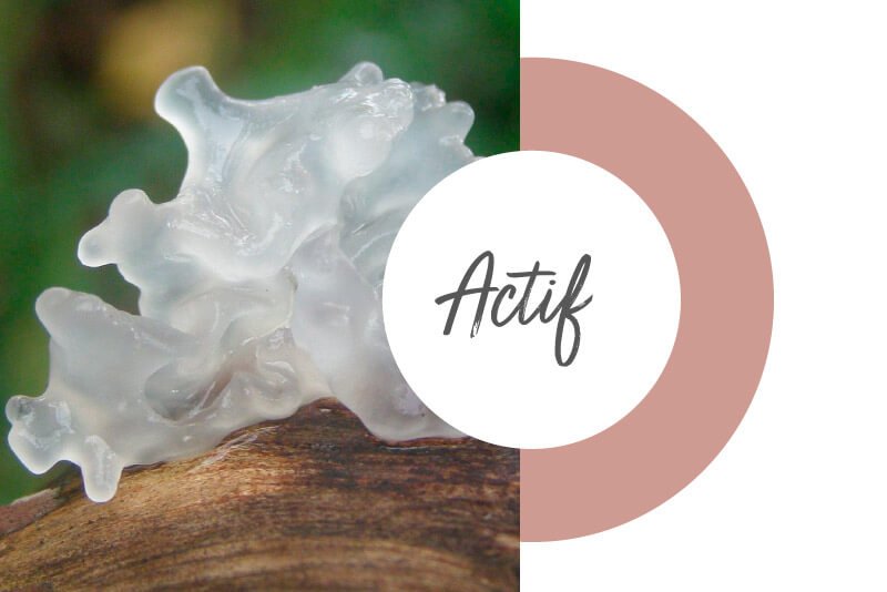 lessonia-ingredients-cosmetics-actif-4 Lessonia - Actif - Acide hydaluronique végétal - Tremelle - Tremel+HA