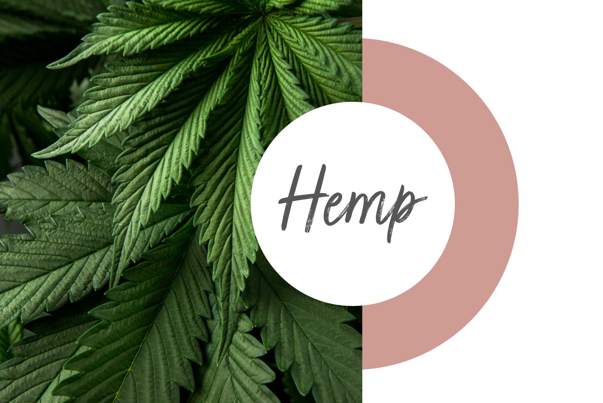 lessonia-ingredients-cosmetics-hemp Lessonia ingredients - Eau de chanvre