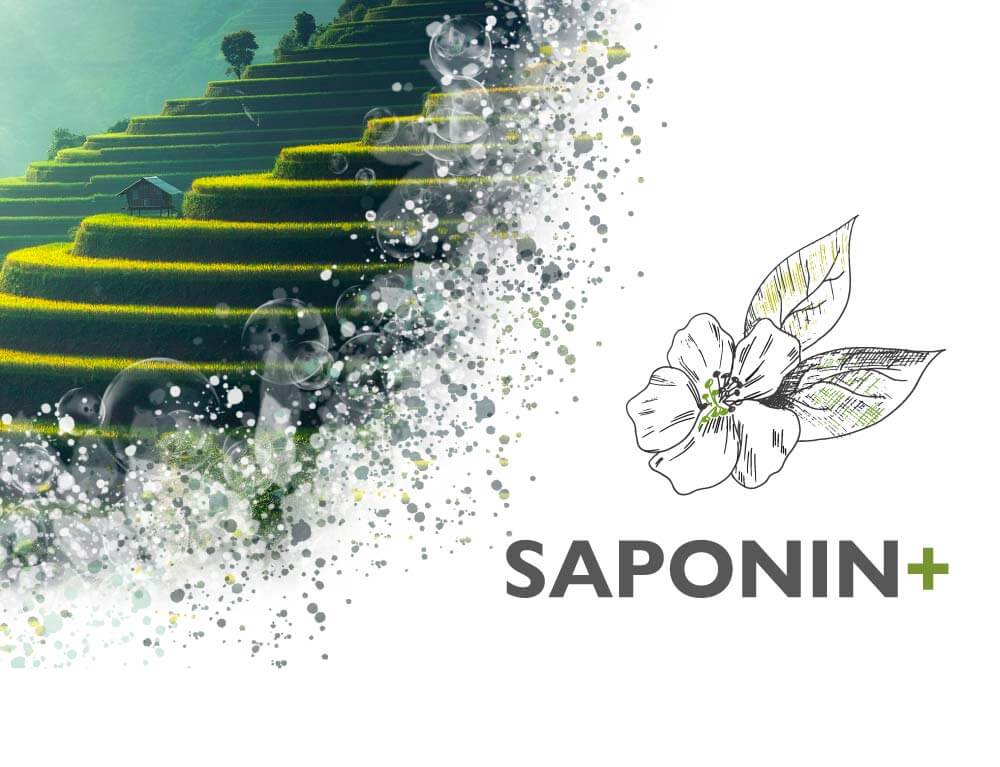 lessonia-ingredients-cosmetics-saponin+